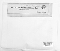 Cladosporium atriellum image